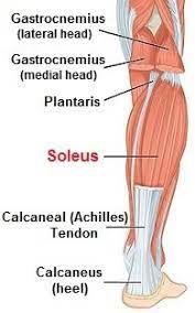 Learn its anatomy and function now at kenhub! Soleus Muscle Anatomy Function Injuries Foot Pain Explored