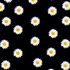 Black And White Daisy Wallpaper 