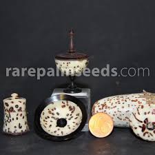 Image result for Raphia ruwenzorica