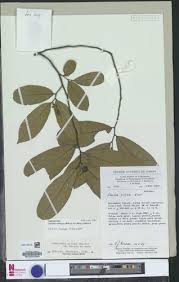 Image result for isolona lebrunii