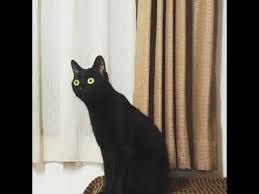 cat listening to classical music youtube cats cute funny animals cute cats