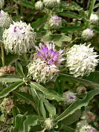Vernonia is a city in columbia county, oregon, united states. Vernonia Adoensis Var Kotschyana Sch Bip Ex Walp G V Pope Unresolved Name May Change Asteraceae Department Of Pharmacy
