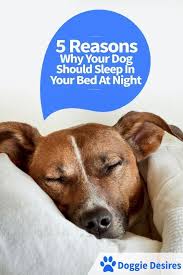 Reasons Why Your Dog Should Sleep In Your Bed At Night Dogs Sleeping Dogs Dog Training