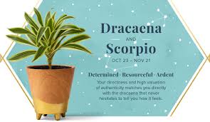 In many cases, you seem overbearing and unapproachable. Your Perfect Plant According To Your Zodiac Sign Proflowers