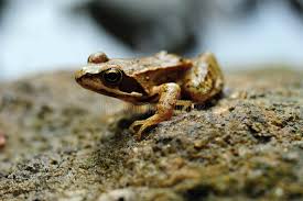 163 Kleiner Brauner Frosch Fotos Kostenlose Und Royalty Free Stock Fotos Von Dreamstime