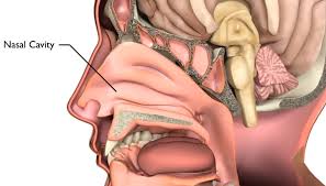 In front of the face, the nasal cavity opens with nostrils, behind it through the choana. Nose Cancer Introduction Head And Neck Cancer Types Head And Neck Cancer Australia