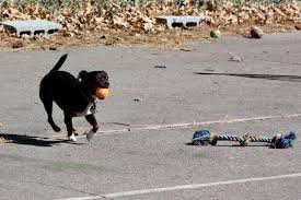 Please note, these dogs are from rescues and shelters nationwide and are not available through the aspca. Ushering In Spring At Small Dog Playgroup Wareham