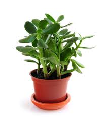 Maybe you would like to learn more about one of these? Jade Plants How To Plant Grow And Care For Jade Plants The Old Farmer S Almanac
