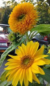 Teddy Bear Sunflower And Plain Jane Jane Is Soo Envious Of All Those Petals Beautiful Nature Beautiful Flowers Sunflower