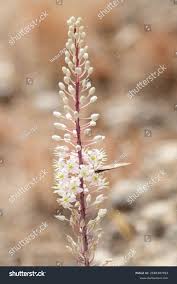 Image result for Drimia hockii