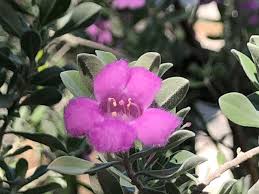 Image result for Melochia melissifolia