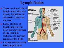 Kitchen appliance warehouses locations of lymph node. The Lymphatic System Chapter Ppt Video Online Download