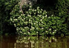 Image result for Berlinia grandiflora