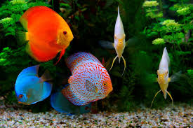 You Need To Be Extra Careful While Choosing Tank Mates For Your Discus Fish They Are Not Very Sociable And Like To Stay In A Calm Envi Discus Fish Fish Discus