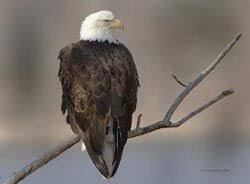 Birds Of Prey New York Through The Work Of New York S Program And Those In Other States And Canada The Magnificent Bird That Symbolizes Our Nation Is Coming Bald Eagle Eagle Animals
