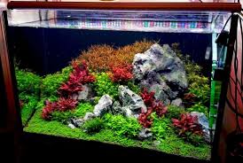 how to choose the best aquarium light the 2hr aquarist