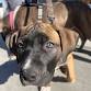 Missoula Clinic — The Street Dog Coalition