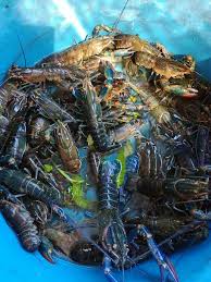 Maybe you would like to learn more about one of these? Ternakan Lobster Air Tawar Di Rumah Mampu Jana Pendapatan M Niaga