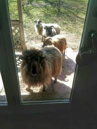 We did not find results for: Sheep Manure Preparation Outdoor I Love Growing Marijuana Forum By Robert Bergman