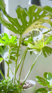 Image result for Actiniopteris semiflabellata