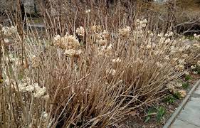 Most flowers appear towards the top of the plant, so leave as much of. Should I Prune My Hydrangeas Now Or Wait Until Spring Unh Extension
