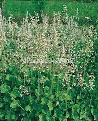 Image result for Heuchera cylindrica Greenfinch