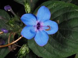 Image result for Eranthemum pulchellum