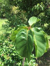 Image result for Ficus lutea