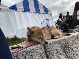 Résultat de recherche d'images pour "#わんわんカーニバル"