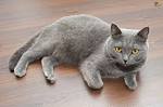 Domestic short-haired cat - Wikipedia