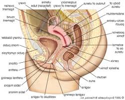 The canal of the cervix is continuous with the cavity of the body at what is commonly called the internal os. Internal Female Anatomy Anatomy Drawing Diagram