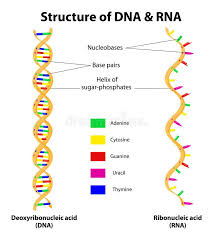 Structure Dna And Rna Molecule Vector Differences Between Dna And Rna There A Sponsored Rna Molecule Structure Dna Dna Replication Biology Lessons