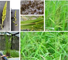 Image result for Echinochloa