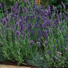 It thrives in sun or shade, is drought tolerant and is perfect for. Ellagance Purple Lavender Container Gardening Jung Seed Company