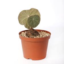 Image result for Menispermaceae