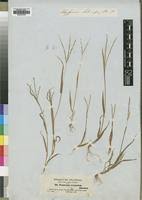 Image result for Digitaria ternata