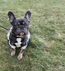 Join millions of people using oodle to find puppies for adoption, dog and puppy listings, and other pets adoption. French Bulldog Puppies For Sale In Nj Lancaster Puppies