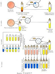 Glava 15 Streptokokki 1986 Cherkes F K Bogoyavlenskaya L B Belskaya N A Mikrobiologiya