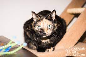Maow — Regina Cat Rescue