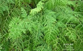 Image result for Odontosoria africana