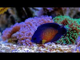 Coral Beauty Angelfish Angel Kenedy Reef Safe Youtube