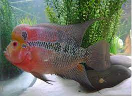 Koi asagi ikan koi anakan ikan koi asli ikan koi artinya ikan koi asli jepang ikan koi aquarium ikan koi aragoke ikan koi aneh ikan koi agar cepat besar ikan koi antik ikan koi anak ikan koi air tawar ikan koi teknik khusus budidaya ikan komet secara mudah dan benar! Teknik Budidaya Ikan Louhan Yang Berhasil Serta Cara Merawatnya