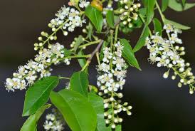 Image result for Prunus serotina