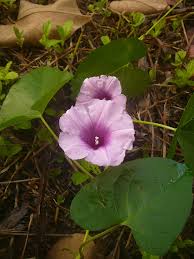 Image result for Ipomoea involucrata