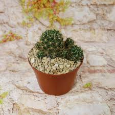 Image result for Tricalysia schliebenii