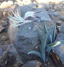 Image result for Ornithoglossum viride