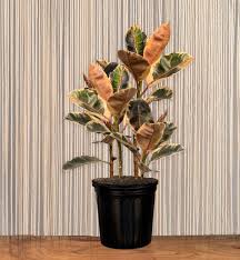 Image result for Ficus laurifolia