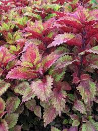 Image result for Coleus sylvestris