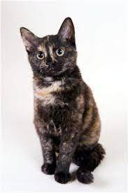 German Rex Rare Cats Rare Cat Breeds Cat Breeds
