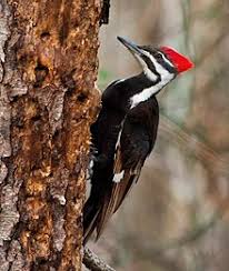 Pileated Woodpecker Wikipedia